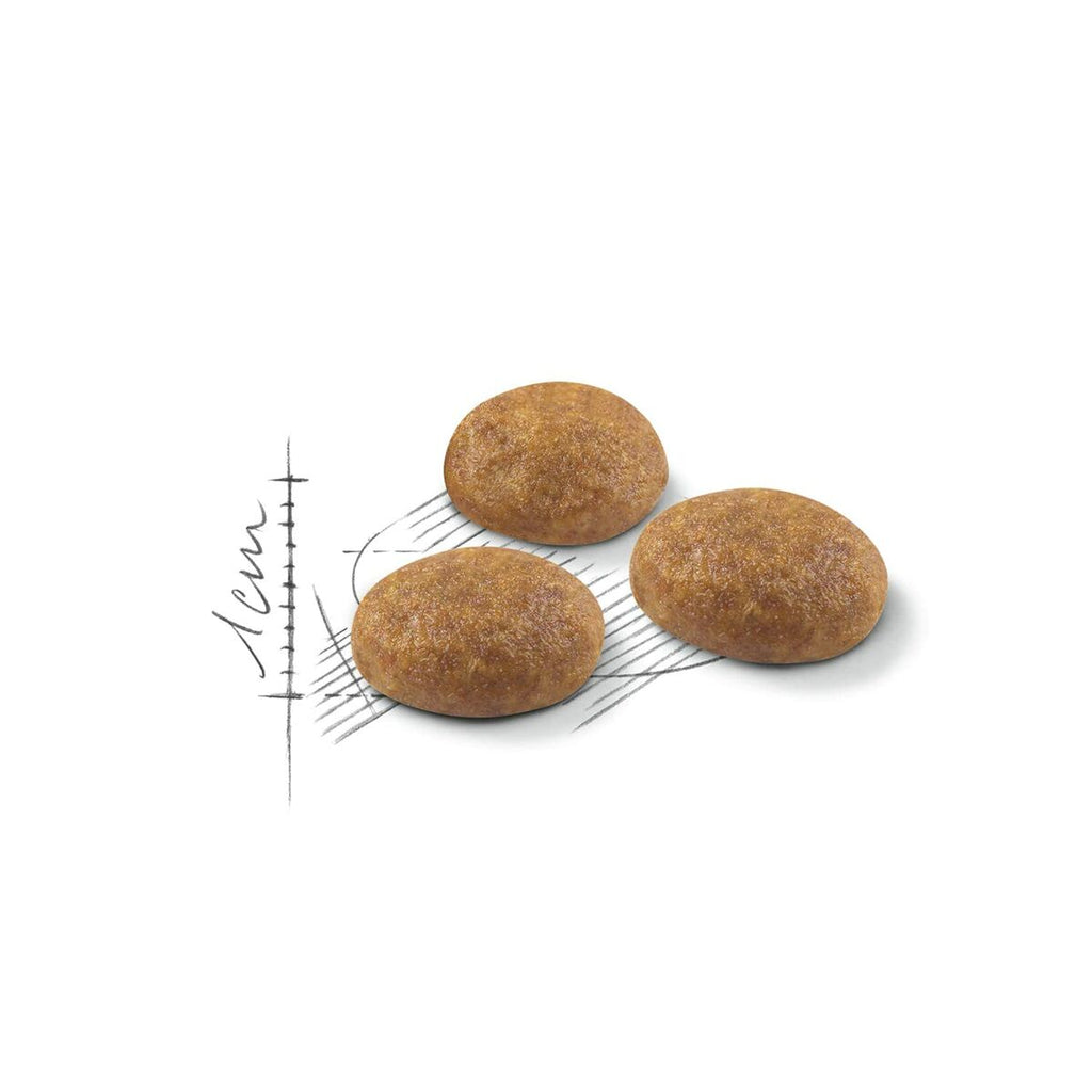 Aliments pour chat Royal Canin Active Life Outdoor Adulte Poulet Oiseaux 4 Kg